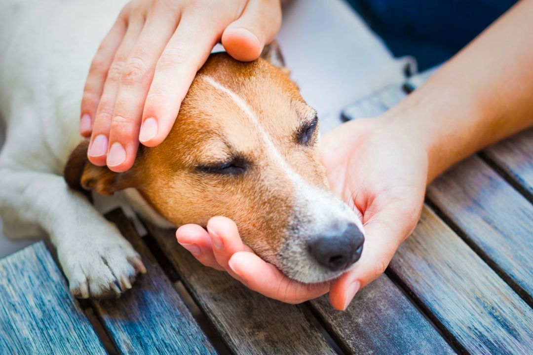 Can I Give Ibuprofen to My Dog for Pain?